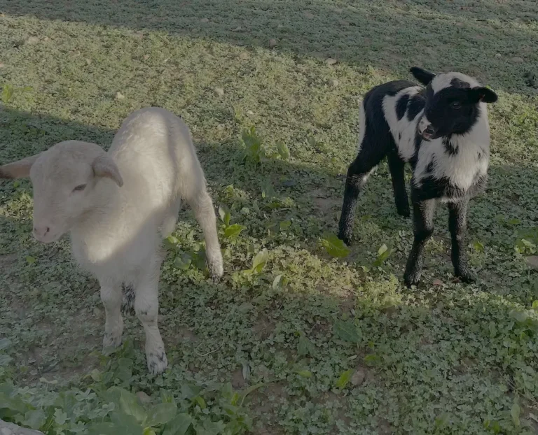 Freilaufende Lämmer im Südwesten von Mallorca
