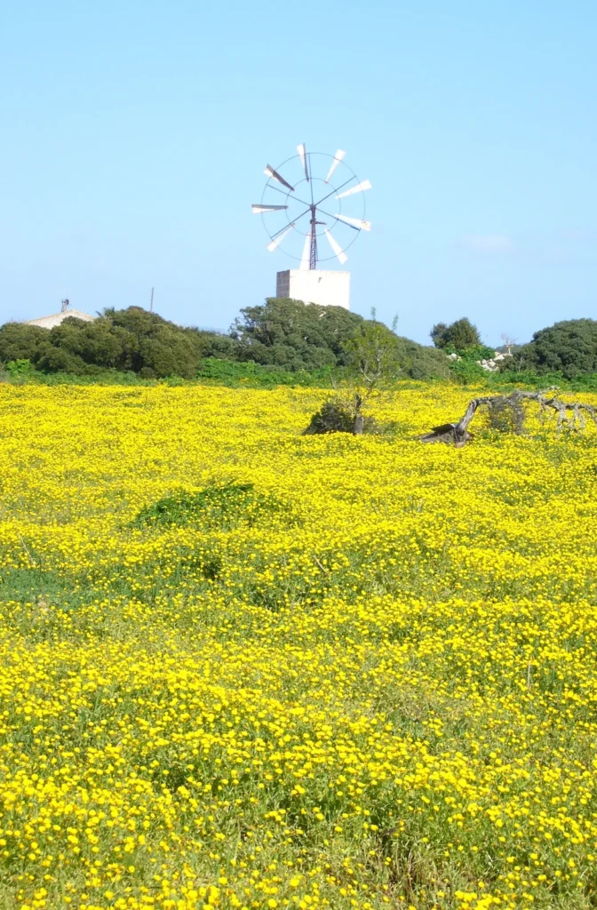 Windmühle in einem Rapsfeld auf Mallorca