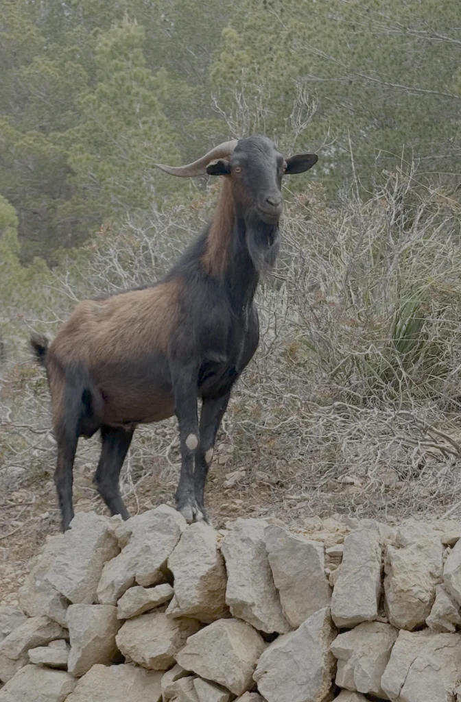 Freilaufender Ziegenbock bei einer Wanderung auf Mallorca an der Costa de la Calma
